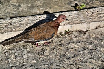 A close up of a Turtle Dove