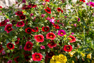 Red and yellow Petunia flowers in the pot