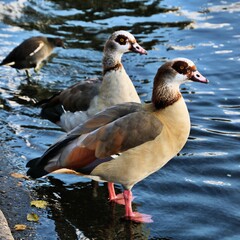 Egyptian goose on the water