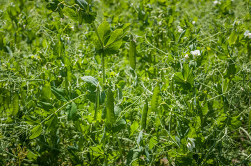Agricultural pattern. Pea pods create natural background. The green peas in the field.