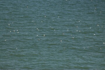 Sanzhiyka, Black Sea, Odessa Region, Ukraine