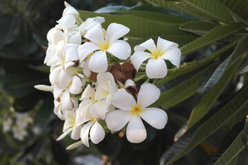 white frangipani flowers