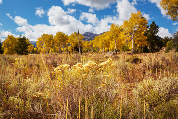 Autumn meadow