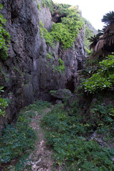 Fototapeta na wymiar 南国の緑に囲まれた両側が岩壁の一本道