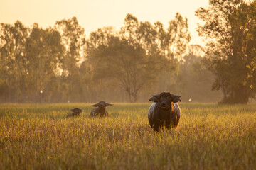 Morning with Buffalo in field.