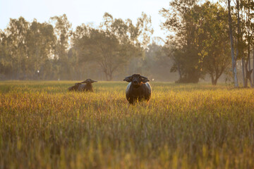 Morning with Buffalo in field.