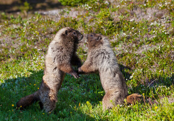 Marmot