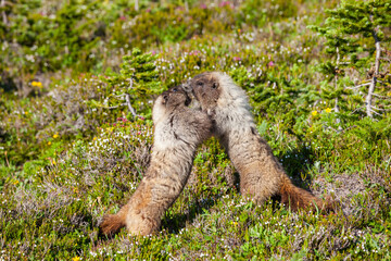 Marmot