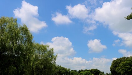Obraz premium 夏 緑と青空 爽やか 風景 