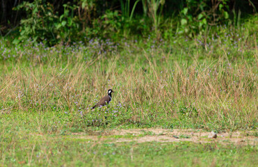 A bird hunting feeds  near the evening forest line in Khao Yai National Park, Thailand. Adear in the national park.