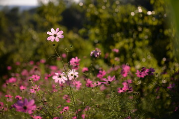 cosmos flowers with pink and white petals. colorfully plants in the garden