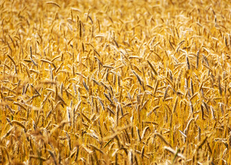 cereal field texture, grain ears, summer