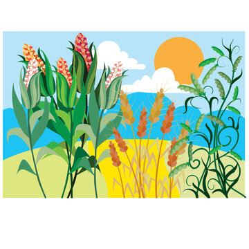 field in autumn with ripe wheat and autumn sun, landscape, cartoon illustration, vector,