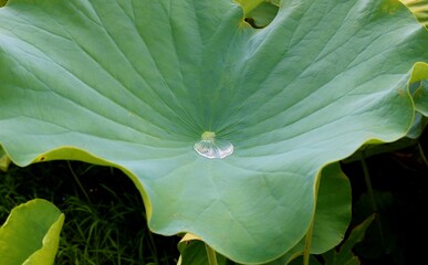 蓮池の蓮の葉　水滴　風景