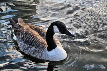 A view of a Canada Goose