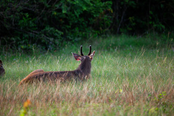 Obraz na płótnie Canvas A female deer feeds on the grass near the evening forest line in Khao Yai National Park, Thailand. A dear in the national park.