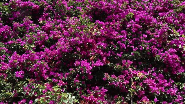 Menton, France - July 5, 2020: Purple mediterranean flowers climbing the wall
