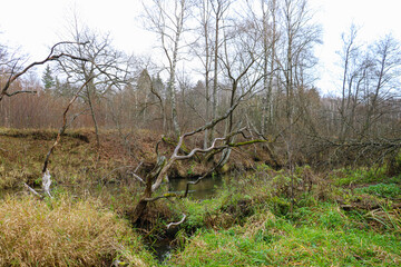 Old dry trees near the bank of a small river.