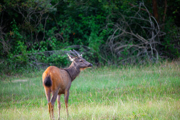 A female deer feeds on the grass near the evening forest line in Khao Yai National Park, Thailand. A dear in the national park.