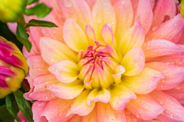 pink dahlia flower with rain drops in the garden, soft focus