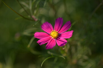 Obraz premium cosmos flowers with pink and white petals. colorfully plants in the garden