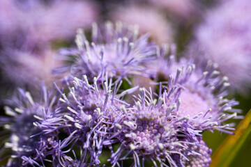 Close up of purple Whiteweed flowers