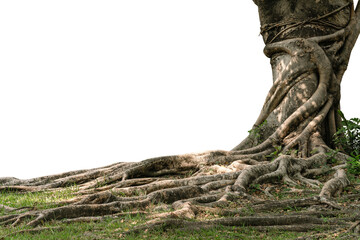 Picture of roots tree cut isolated on white background