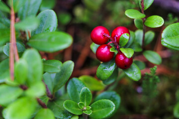 Beautiful juicy red berries of a lingonberry in a meadow in the forest.