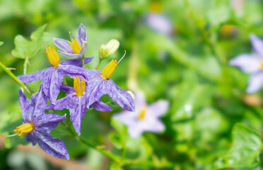 5 Solanum trilobatum flowers