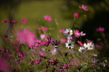 cosmos flowers with pink and white petals. colorfully plants in the garden