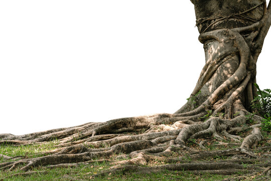 Picture of roots tree cut isolated on white background