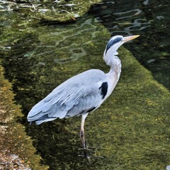 A view of a Grey Heron