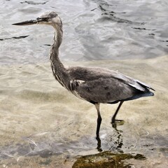 A view of a Grey Heron