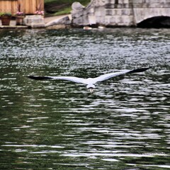 A view of a Grey Heron