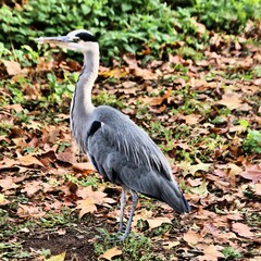 A view of a Grey Heron