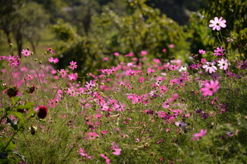 Obraz na płótnie Canvas cosmos flowers with pink and white petals. colorfully plants in the garden