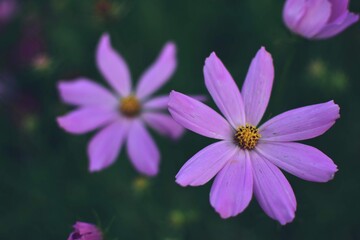 cosmos flowers with pink and white petals. colorfully plants in the garden