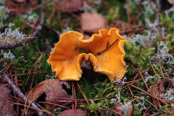 A bright yellow chanterelle growing in green moss.