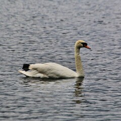 A view of a Mute Swan