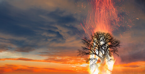 Burning Tree on fire at day with stormy sky 