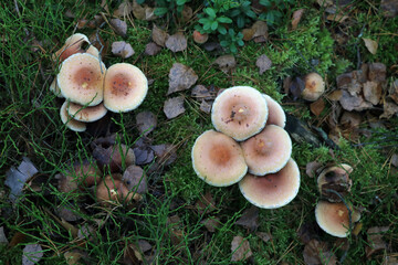 Top view of harmful gray mushrooms in green moss.