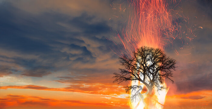 Burning Tree on fire at day with stormy sky 