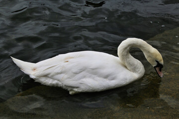 Obraz premium A view of a Mute Swan
