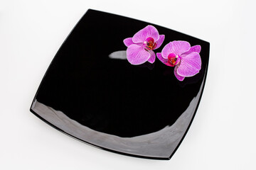 orchid phalaenopsis flower on a black plate on a white background