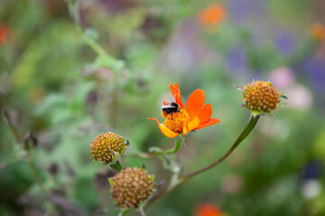 Biene best&auml;ubt Blume.