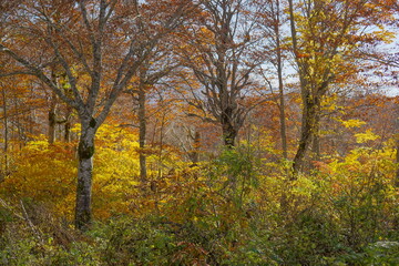 Fototapeta na wymiar Beautiful autumn landscape in Northern Alps of Japan, Otari, Nagano.