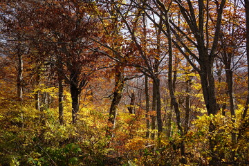 Obraz premium Beautiful autumn landscape in Northern Alps of Japan, Otari, Nagano.