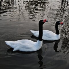 A view of a Black Necked Swan