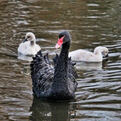 A view of a Black Swan Cygnet