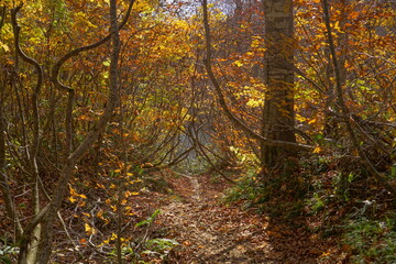 Beautiful autumn landscape in Northern Alps of Japan, Otari, Nagano.